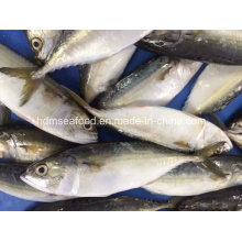 Bqf New Landing Fish Indian Mackerel